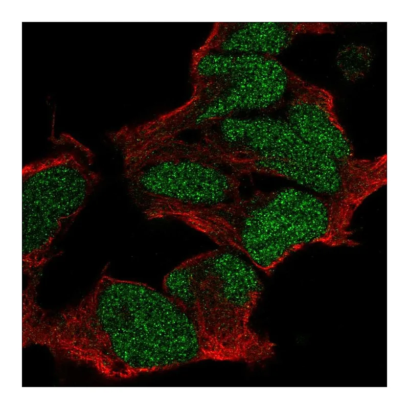 Atlas Antibodies Anti-POU3F2 Antibody