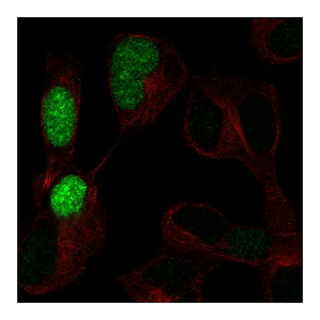 Atlas Antibodies Anti-POU3F3 Antibody