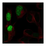 Atlas Antibodies Anti-POU3F3 Antibody