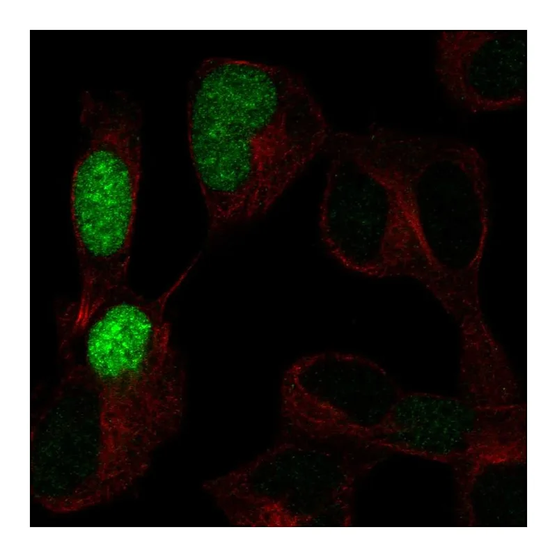 Atlas Antibodies Anti-POU3F3 Antibody
