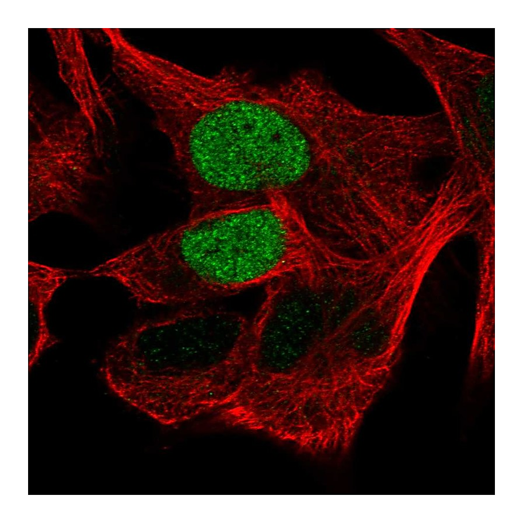 Atlas Antibodies Anti-POU3F1 Antibody