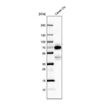 Atlas Antibodies Anti-POU3F4 Antibody