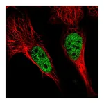 Atlas Antibodies Anti-POU4F3 Antibody