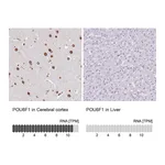 Atlas Antibodies Anti-POU6F1 Antibody