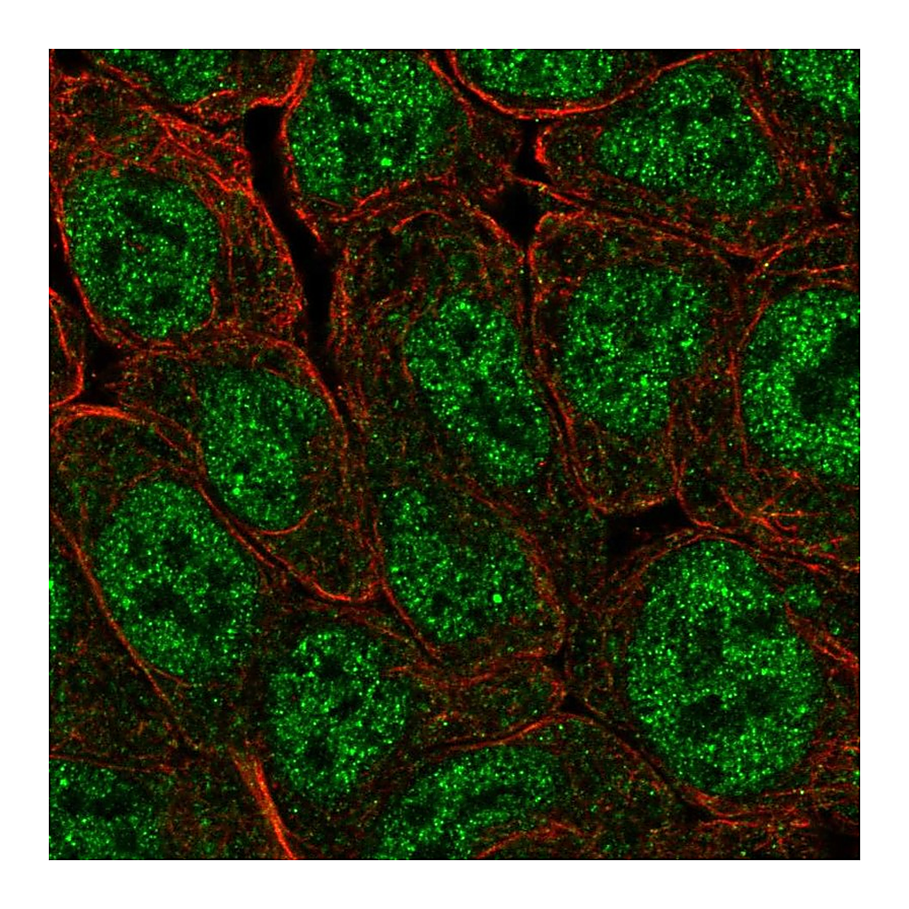 Atlas Antibodies Anti-POU5F1B Antibody