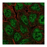 Atlas Antibodies Anti-POU5F1B Antibody