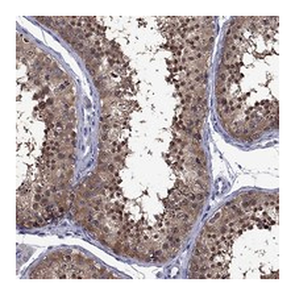 Atlas Antibodies Anti-POU5F2 Antibody