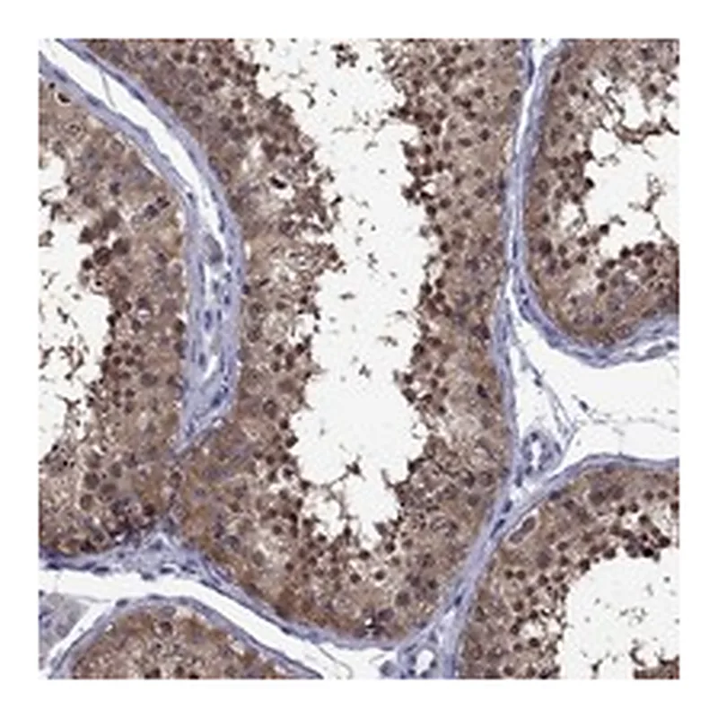 Atlas Antibodies Anti-POU5F2 Antibody