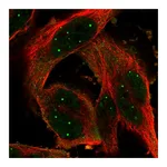 Atlas Antibodies Anti-POU6F1 Antibody