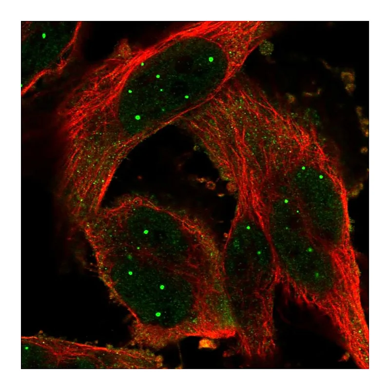 Atlas Antibodies Anti-POU6F1 Antibody