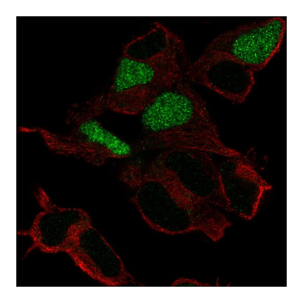 Atlas Antibodies Anti-POU3F3 Antibody