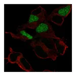 Atlas Antibodies Anti-POU3F3 Antibody