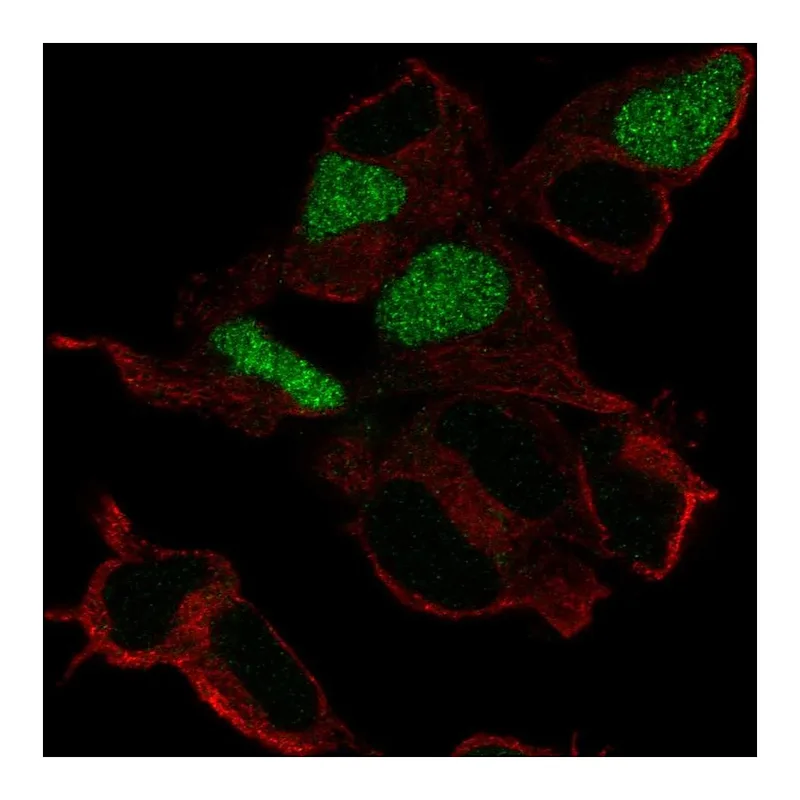 Atlas Antibodies Anti-POU3F3 Antibody