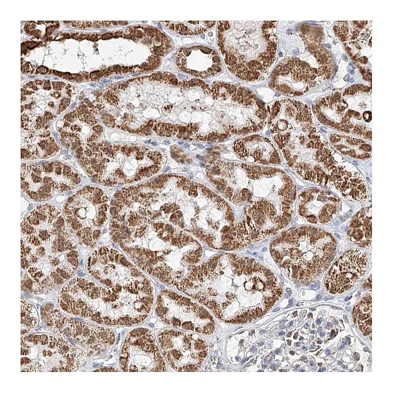 Atlas Antibodies Anti-PPA2 Antibody