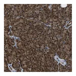 Atlas Antibodies Anti-PPA1 Antibody