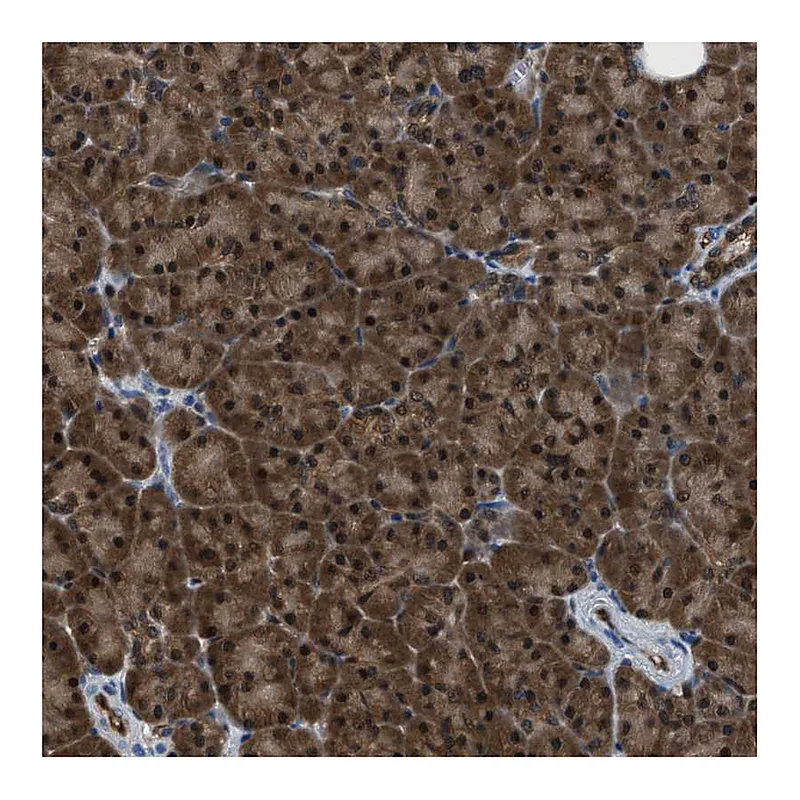 Atlas Antibodies Anti-PPA1 Antibody