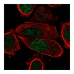 Atlas Antibodies Anti-PPARG Antibody