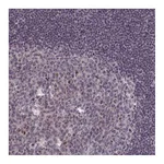 Atlas Antibodies Anti-PPAN Antibody