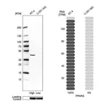 Atlas Antibodies Anti-PPARG Antibody