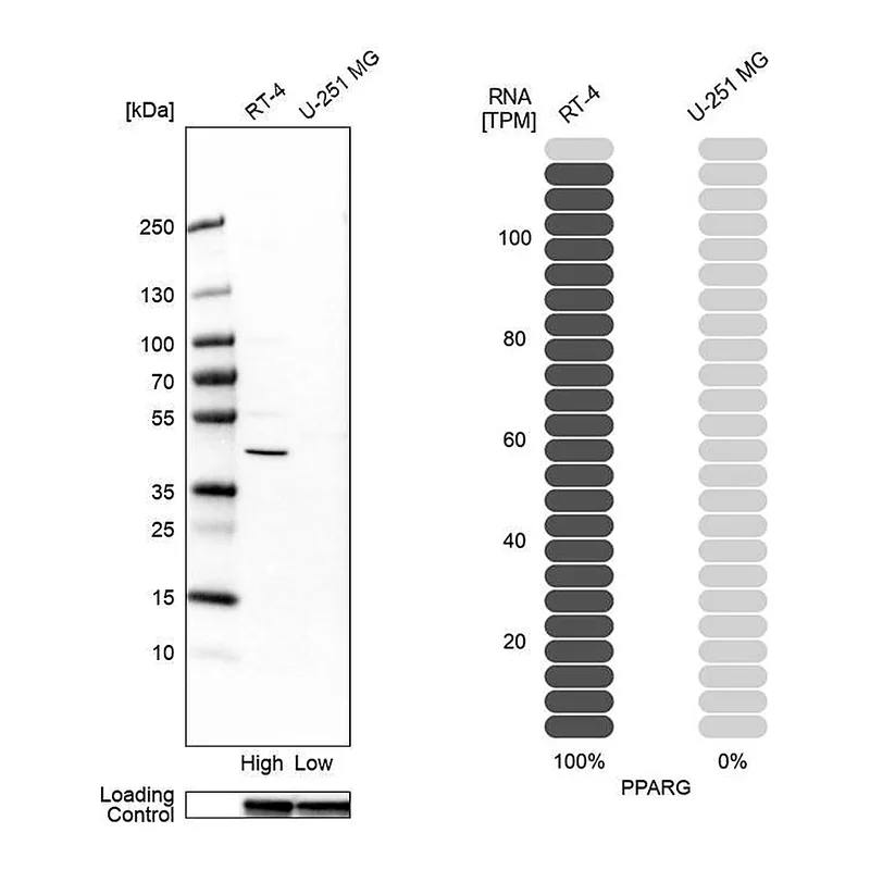 Atlas Antibodies Anti-PPARG Antibody