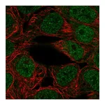 Atlas Antibodies Anti-PPARGC1B Antibody