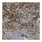 Atlas Antibodies Anti-PPBP Antibody