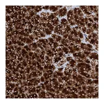 Atlas Antibodies Anti-PPEF1 Antibody