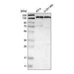 Atlas Antibodies Anti-PPFIA1 Antibody