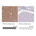 Atlas Antibodies Anti-PPFIA3 Antibody