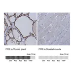 Atlas Antibodies Anti-PPIB Antibody