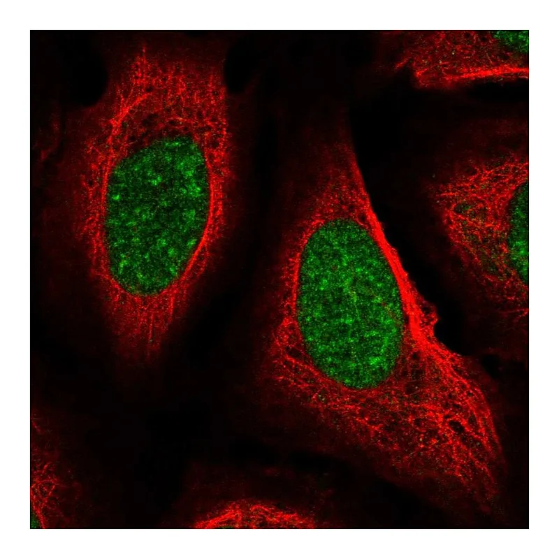 Atlas Antibodies Anti-PPIE Antibody