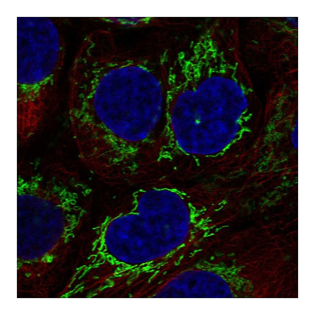 Atlas Antibodies Anti-PPIF Antibody