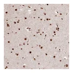 Atlas Antibodies Anti-PPIG Antibody