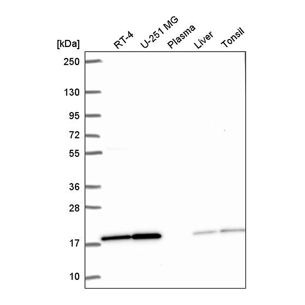 Atlas Antibodies Anti-PPIL1 Antibody