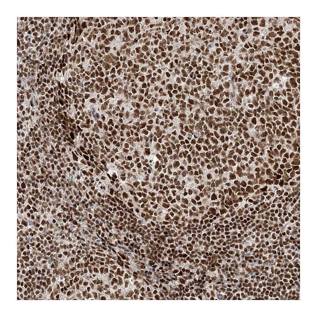 Atlas Antibodies Anti-PPIL2 Antibody