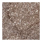 Atlas Antibodies Anti-PPIL2 Antibody