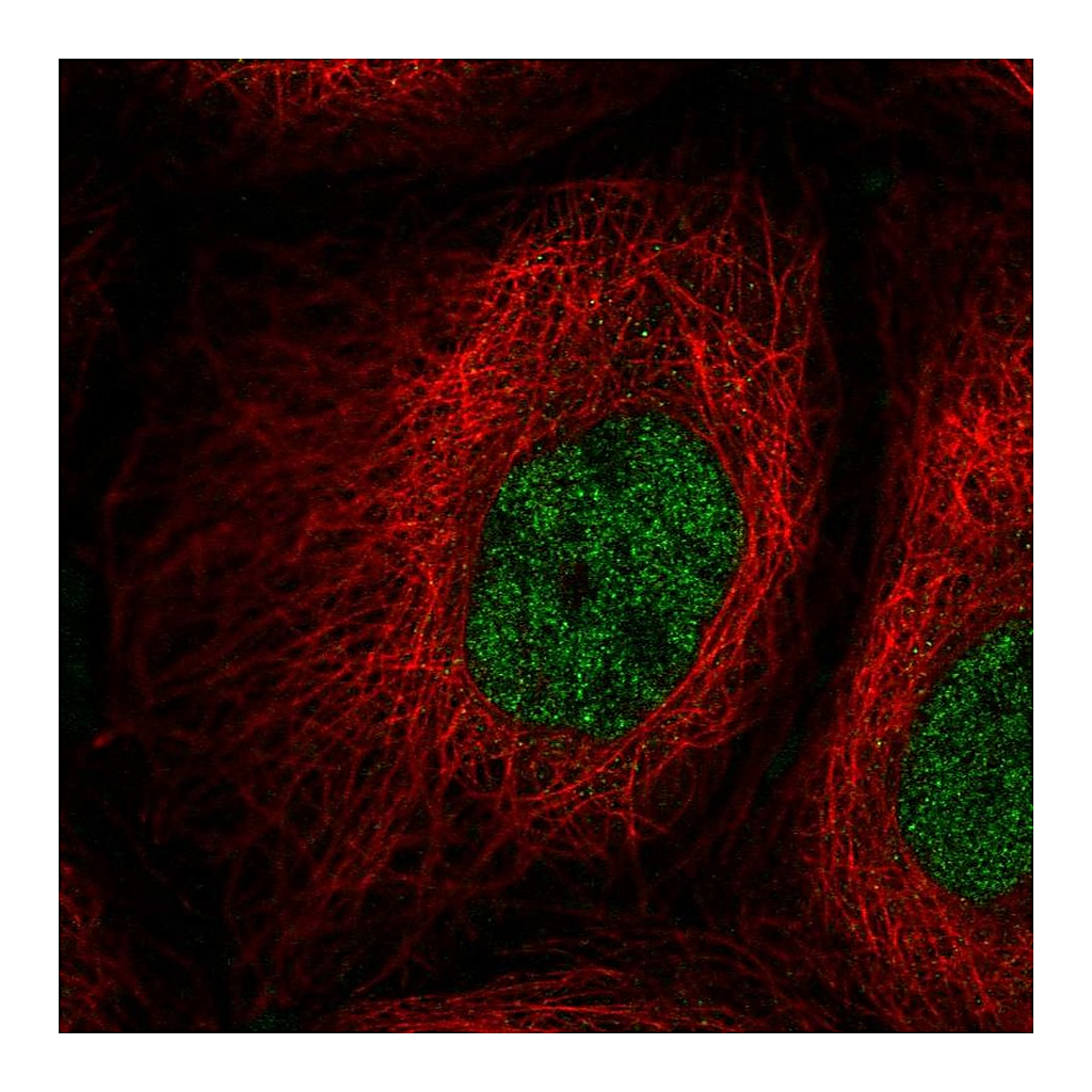 Atlas Antibodies Anti-PPIL2 Antibody