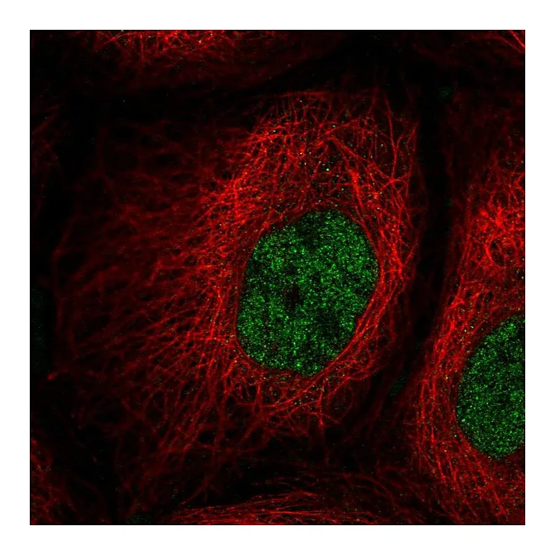 Atlas Antibodies Anti-PPIL2 Antibody