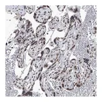 Atlas Antibodies Anti-PPIL4 Antibody