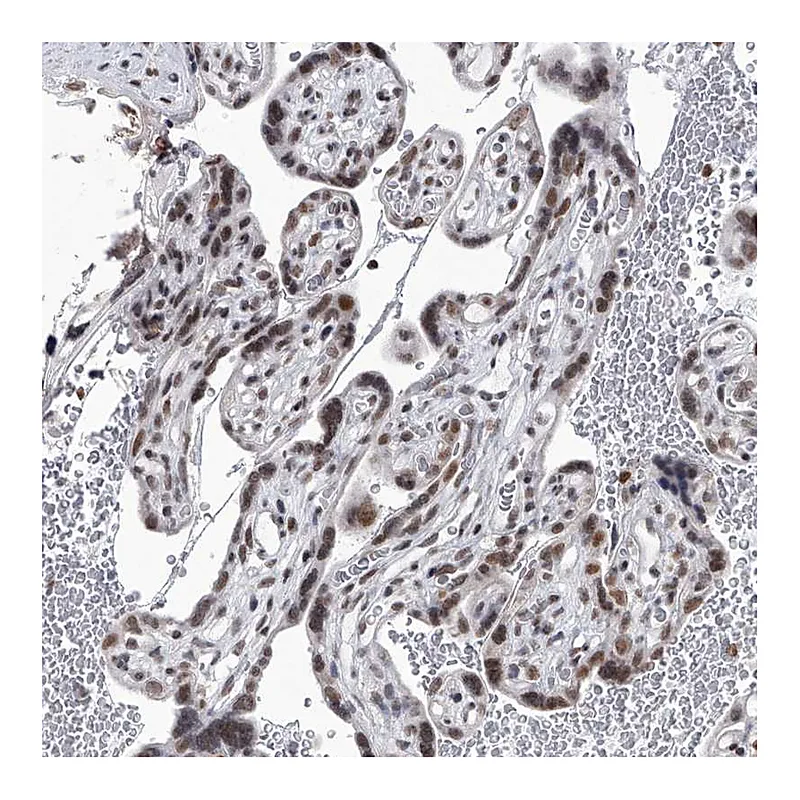 Atlas Antibodies Anti-PPIL4 Antibody