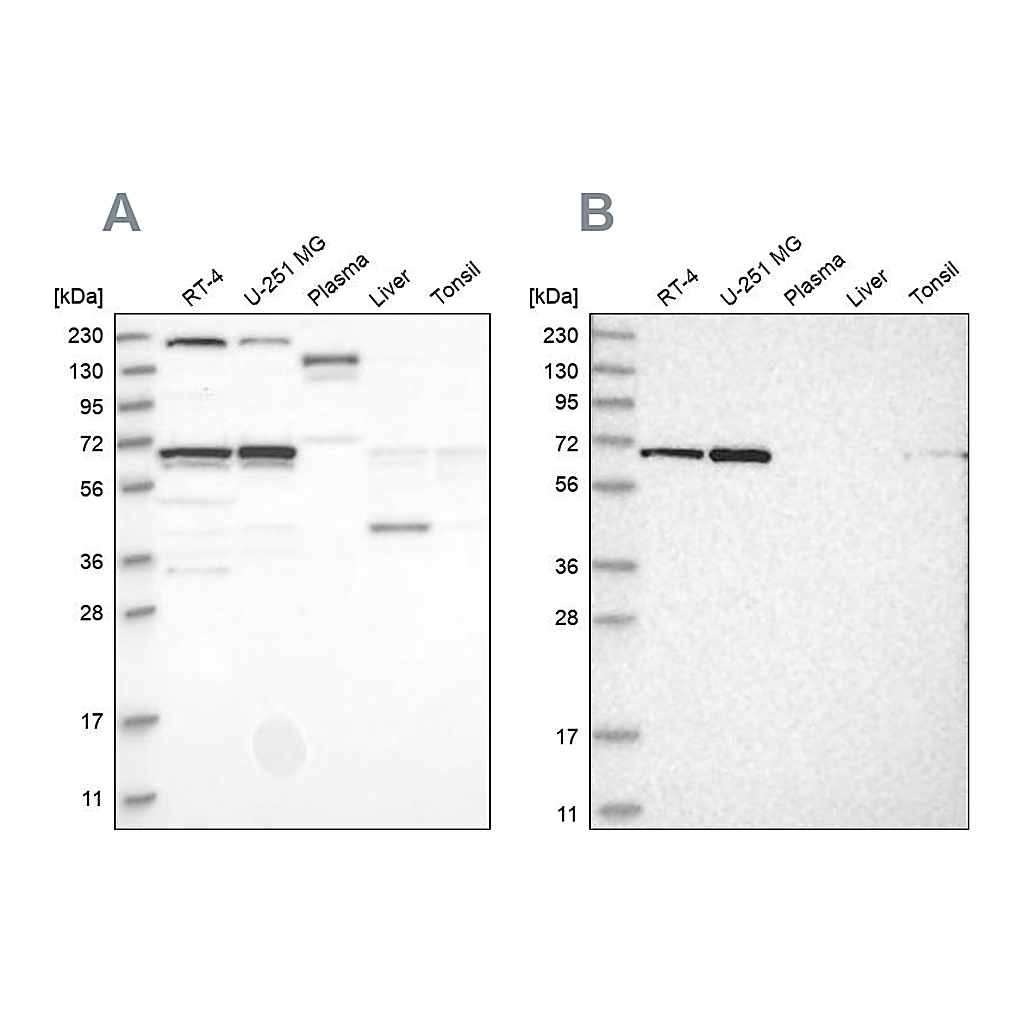 Atlas Antibodies Anti-PPIL4 Antibody
