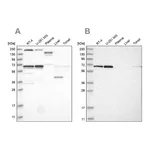 Atlas Antibodies Anti-PPIL4 Antibody