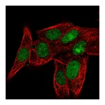 Atlas Antibodies Anti-PPIL3 Antibody