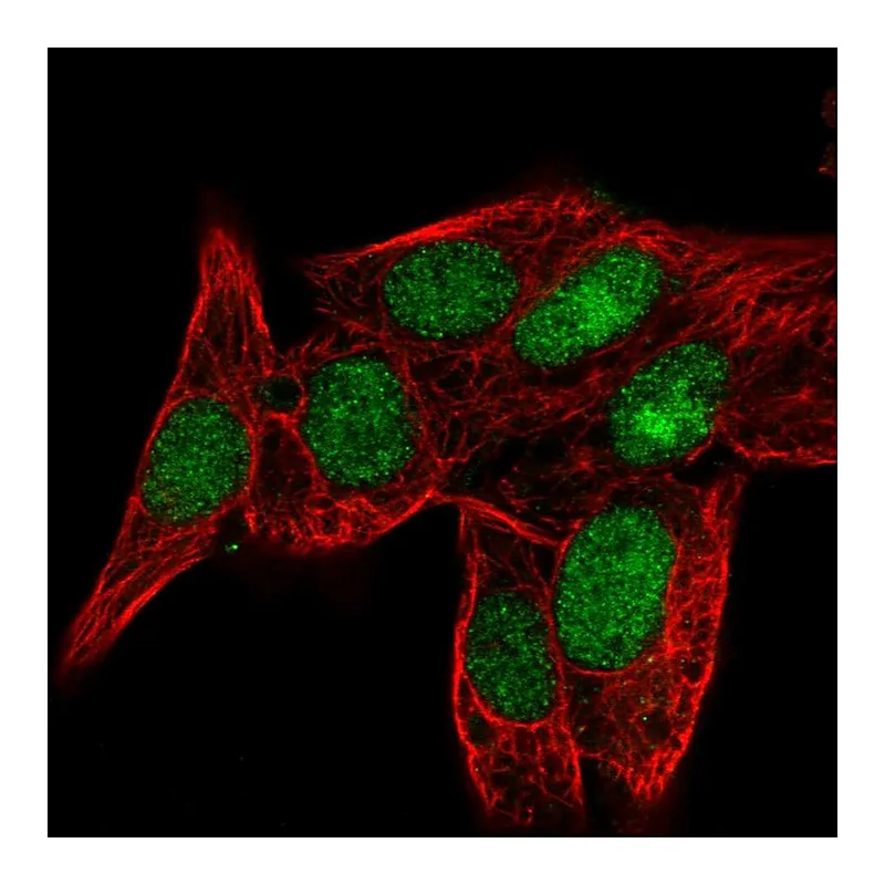 Atlas Antibodies Anti-PPIL3 Antibody