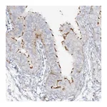 Atlas Antibodies Anti-PPIL6 Antibody