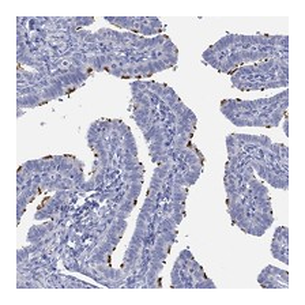 Atlas Antibodies Anti-PPIL6 Antibody