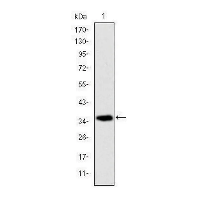 Merck Monoclonal Anti-AIFM1 antibody produced in mouse