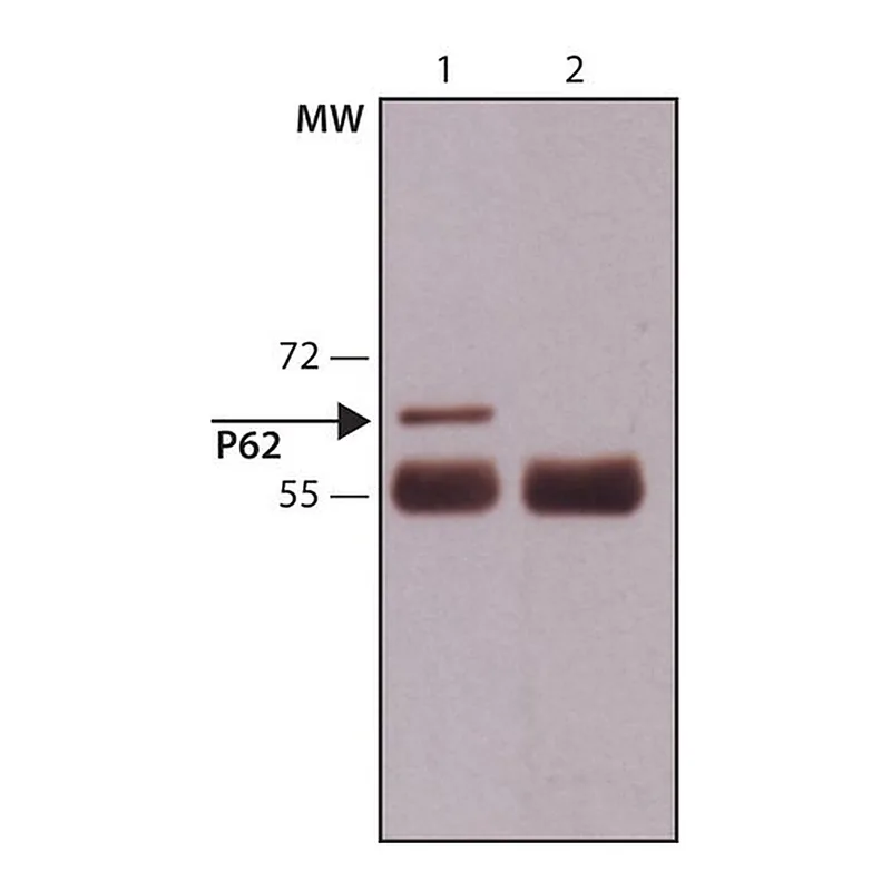 Merck Anti-p62/SQSTM1 (C-terminal) antibody produced in rabbit