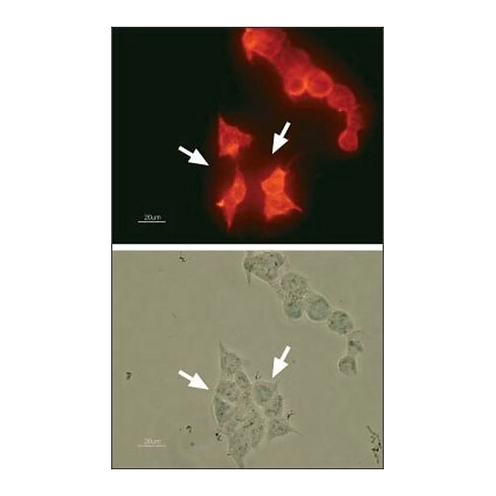 Merck Anti-Potassium Channel hKv11.1 antibody produced in rabbit