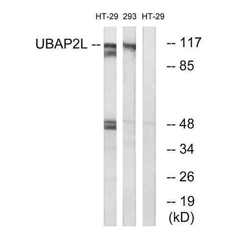 Merck Anti-UBAP2L antibody produced in rabbit